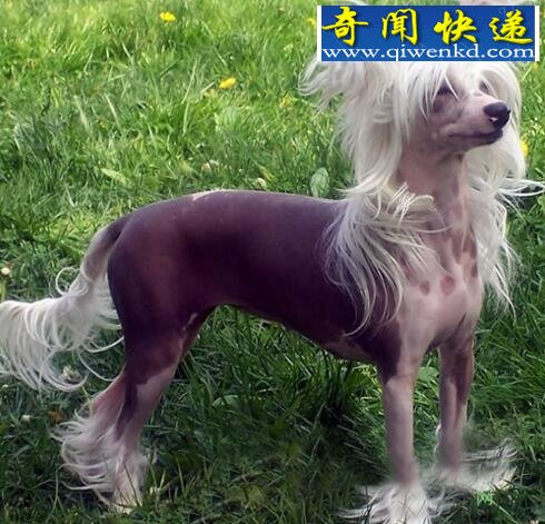 中国裸体犬,中国冠毛犬图片(花色无毛的玩具犬)