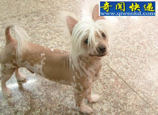 中国裸体犬,中国冠毛犬图片(花色无毛的玩具犬)