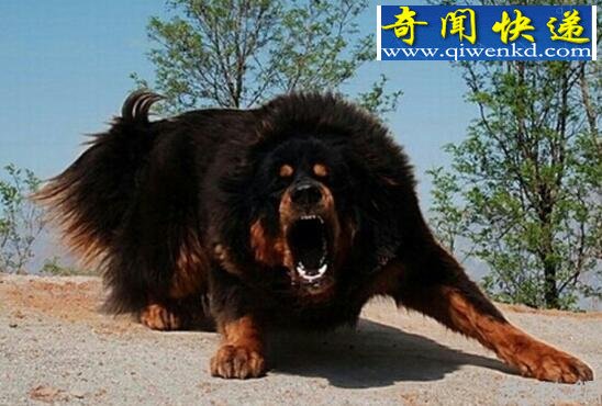 盘点世界十大猎犬排名,中国藏獒居榜首(当之无愧)