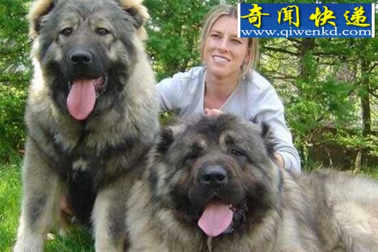 盘点世界十大猎犬排名,中国藏獒居榜首(当之无愧)