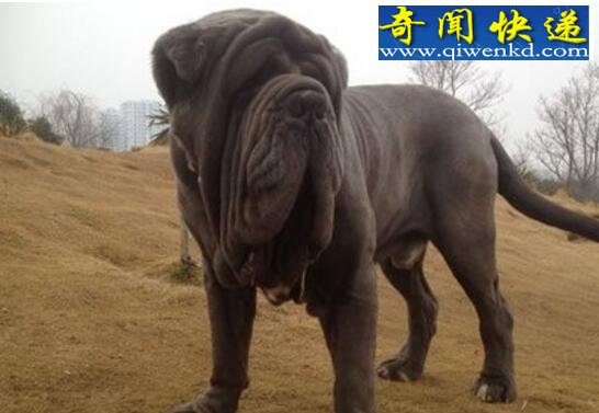 盘点世界十大猎犬排名,中国藏獒居榜首(当之无愧)