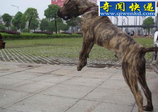 盘点世界十大猎犬排名,中国藏獒居榜首(当之无愧)