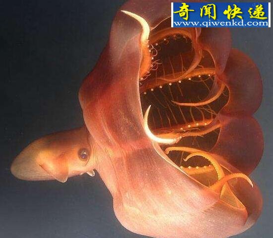 世界上最大的无脊椎动物,大王酸浆鱿(海怪原型)