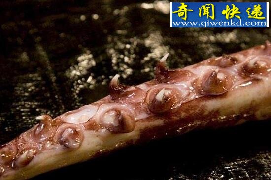 世界上最大的无脊椎动物,大王酸浆鱿(海怪原型)