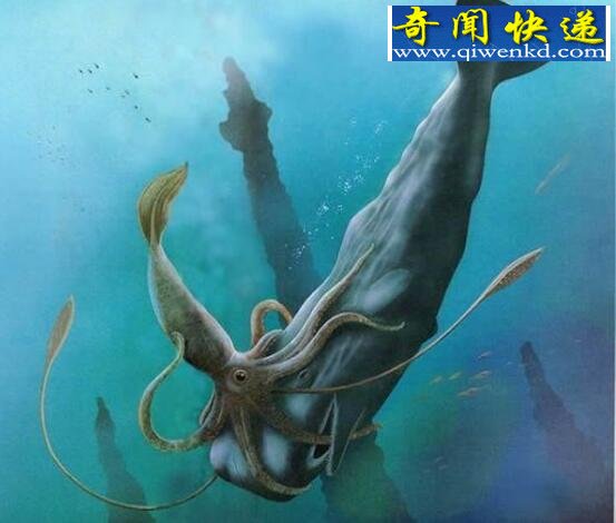 世界上最大的无脊椎动物,大王酸浆鱿(海怪原型)