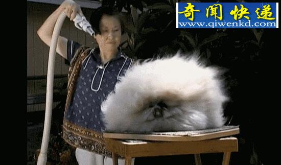 世界上最萌的兔子,巨型安哥拉兔