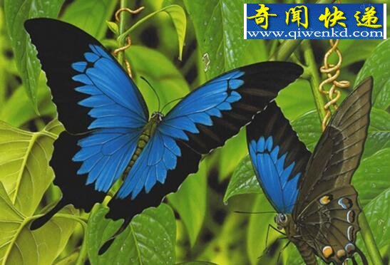 世界上最美丽的蝴蝶,光明女神蝶(秘鲁国蝶)