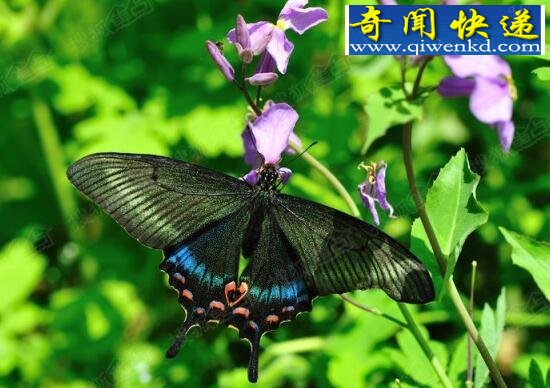 世界上最美丽的蝴蝶,光明女神蝶(秘鲁国蝶)