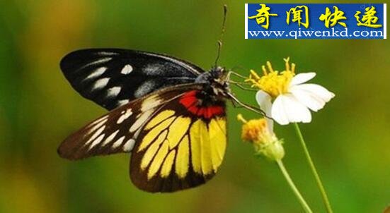 世界上最美丽的蝴蝶,光明女神蝶(秘鲁国蝶)