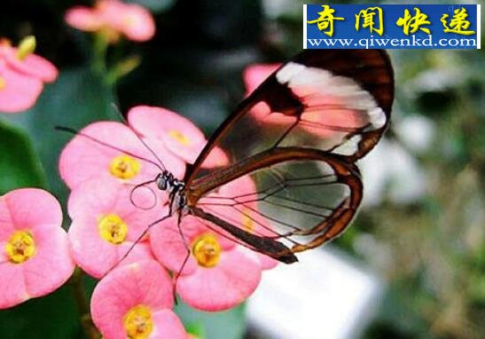 世界上最美丽的蝴蝶,光明女神蝶(秘鲁国蝶)