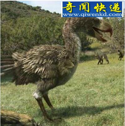 世界上最大的鸟类,骇鸟(体长7米/重达600斤已灭绝)