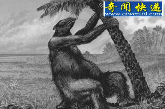 世界上最大的鸟类,骇鸟(体长7米/重达600斤已灭绝)