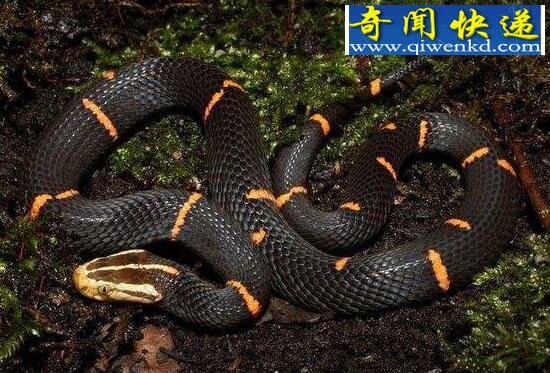 中国最毒的蛇,喜玛拉雅白头蛇(咬住不松口)
