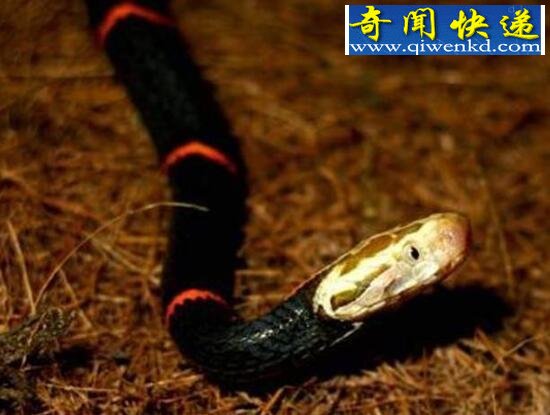 中国最毒的蛇,喜玛拉雅白头蛇(咬住不松口)