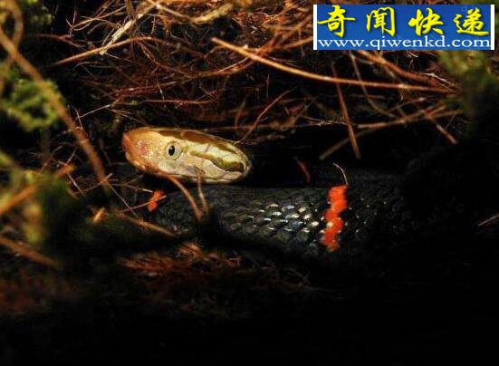 中国最毒的蛇,喜玛拉雅白头蛇(咬住不松口)