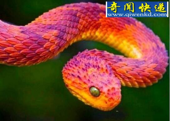 世界上最奇异的蛇,香蛇(散发避虫体香)