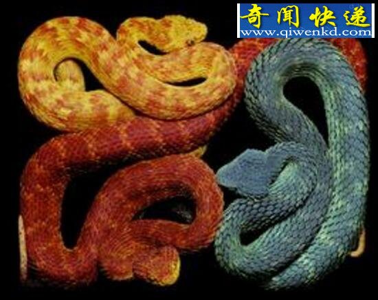 世界上最奇异的蛇,香蛇(散发避虫体香)