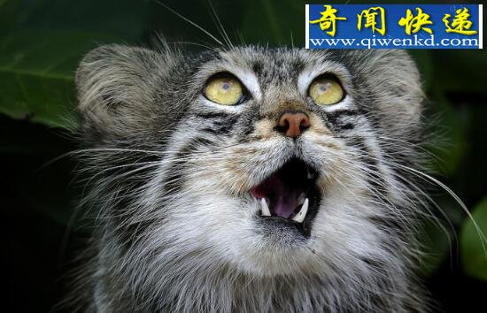 世界上表情最丰富的猫,兔狲(帕拉斯猫)