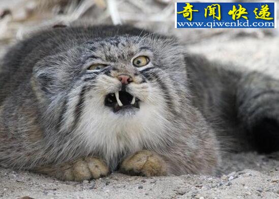 世界上表情最丰富的猫,兔狲(帕拉斯猫)