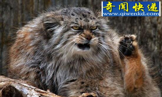 世界上表情最丰富的猫,兔狲(帕拉斯猫)