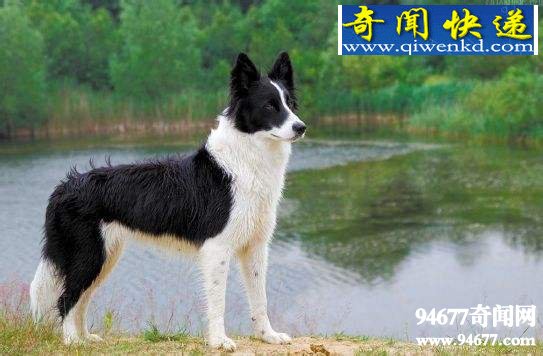 世界十大狗狗智商排名,边境牧羊犬智商第一