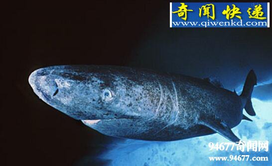 世界上体型最大的鲨鱼,格陵兰鲨(7米/2000斤)