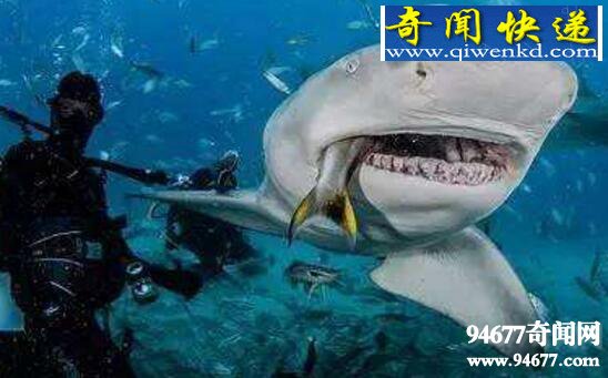 世界上最野蛮的鲨鱼,护士鲨边交配边撕咬
