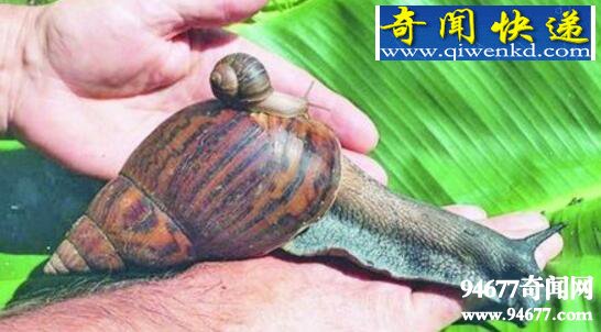 世界上最美丽的蜗牛,夏威夷蜗牛(雌雄同体自己繁殖)