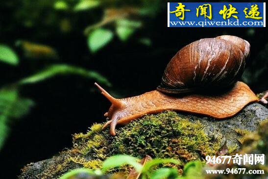世界上最美丽的蜗牛,夏威夷蜗牛(雌雄同体自己繁殖)