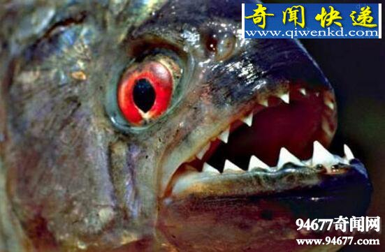 巨型水虎鱼,恐怖食人鱼/腹中发现人类头骨