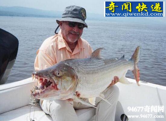 巨型水虎鱼,恐怖食人鱼/腹中发现人类头骨
