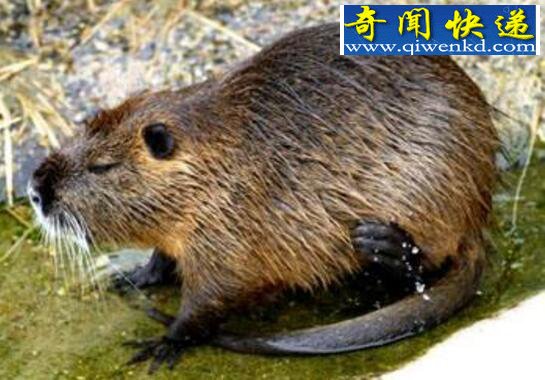 世界上最奇葩的动物,海狸鼠乳头长在背上(五颜六色)