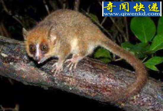世界上体积最小的猴,鼠狐猴力气惊人(12厘米/40克)