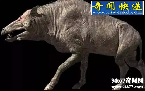 地球史上最大的猪,巨猪敢和恐龙硬碰硬