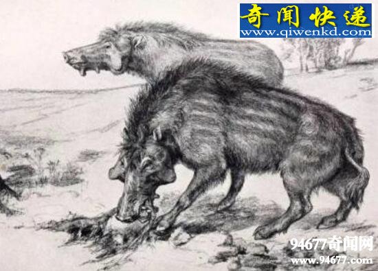 地球史上最大的猪,巨猪敢和恐龙硬碰硬
