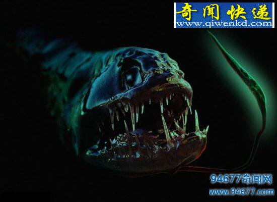 世界上最恐怖的海底生物,深海龙鱼凶残至极