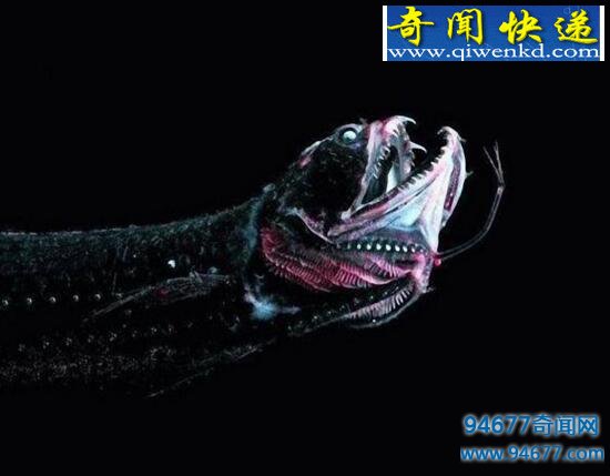 世界上最恐怖的海底生物,深海龙鱼凶残至极