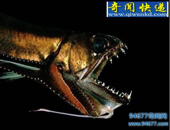世界上最恐怖的海底生物,深海龙鱼凶残至极