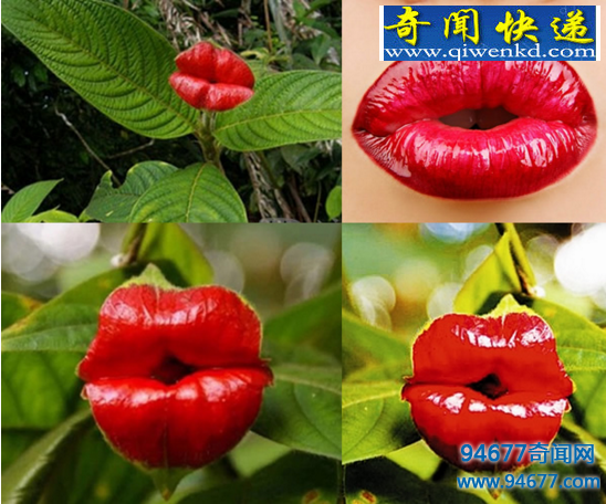 世界上最诱人的花,嘴唇花(烈焰红唇让你欲罢不能)