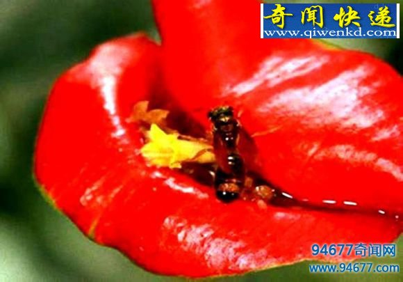 世界上最诱人的花,嘴唇花(烈焰红唇让你欲罢不能)