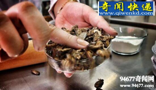 世界上最恶心的面包,将蟑螂磨成粉做成面包