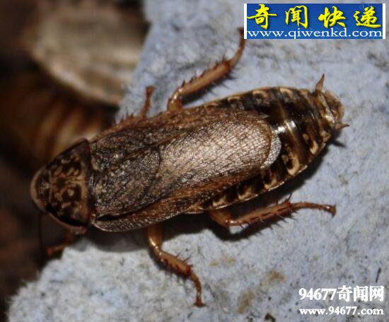 世界上最恶心的面包,将蟑螂磨成粉做成面包