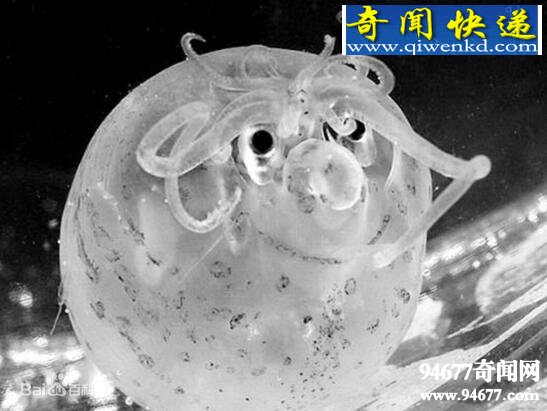 世界上最萌的章鱼,小猪章鱼(面带微笑眼底发光)