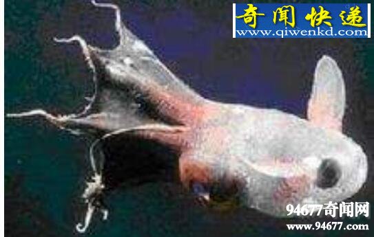 世界上最萌的章鱼,小猪章鱼(面带微笑眼底发光)