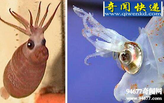 世界上最萌的章鱼,小猪章鱼(面带微笑眼底发光)