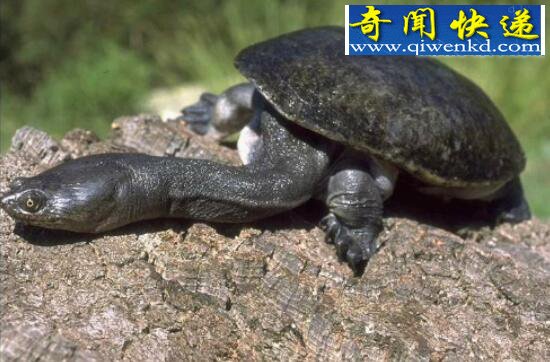 Ϲͷڹ꣬߾߾35CM