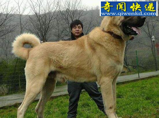 世界上体型最大的四种狗,马士提夫獒犬能当人坐骑