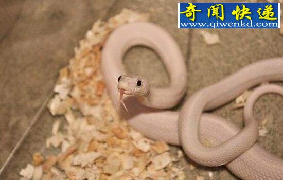 世界上最神秘的蛇,变色蛇(会隐身的蛇)
