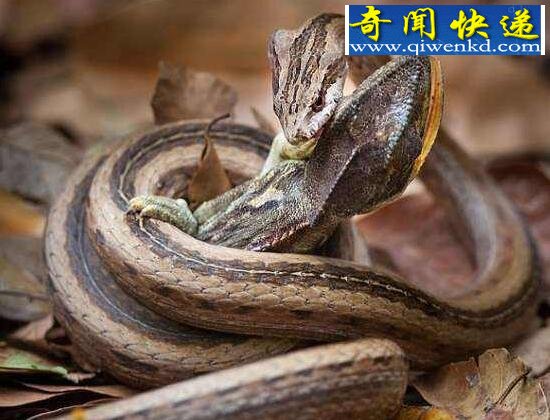 世界上最神秘的蛇,变色蛇(会隐身的蛇)