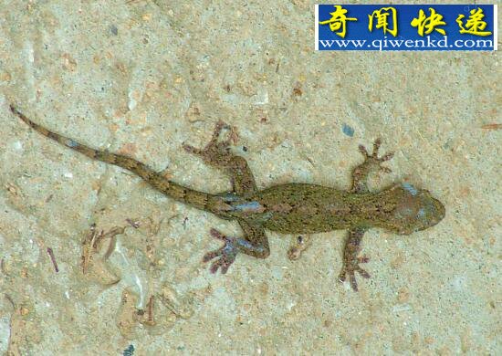 ڻж೤һ5-8(ɻʮ)
